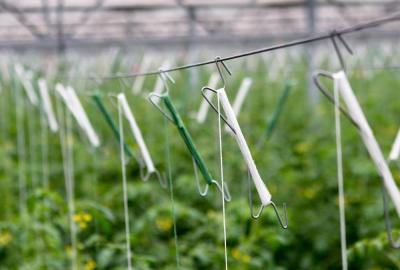 China Uv Treated Greenhouse Use Tomato Tying Twine for sale