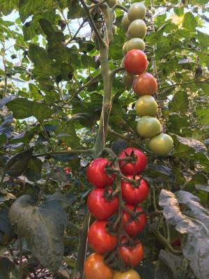 China 20m Tomate, die Schnur mit Haken, Jungfrau-Polypropylen-Tomaten-Schnur 100% bindet zu verkaufen