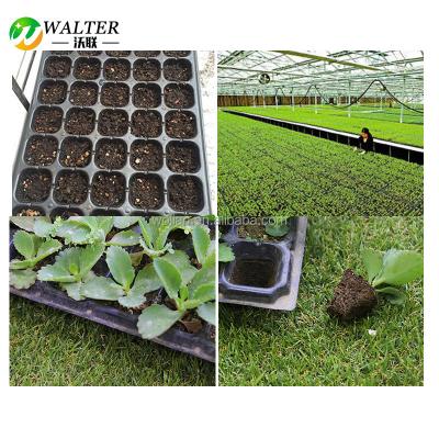 China Cheap Eco-friendly 50,54,72,84 Cell PS Plastic Seed Grow Germination Tray For Greenhouse Vegetable Nursery for sale