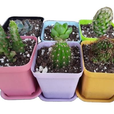 China Plant modern cute home small pot decoration office colorful saucer for sale