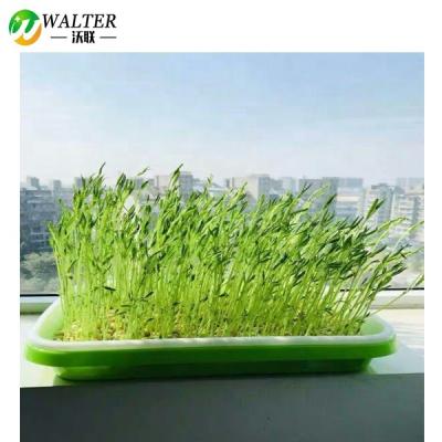 China PP Seedling Tray Double Layer Sprout Plate Hydroponics System For Growing Nursery Pots for sale