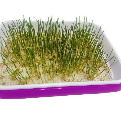 China Free Grass Cat Grass Microgreens Growing Kit PP Seed Germination BPA Free Wheat Large For Garden Home Office for sale