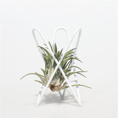 China Modern Cheap Modern Tillandsia Color Air Plant Stand Display Rack Package 4PCS White Airplant Racks for sale