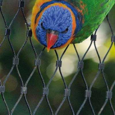 China Plain Weave Ringed Stainless Steel Mesh / Net Stainless Steel Aviary Mesh / Tension Aviary Mesh for sale