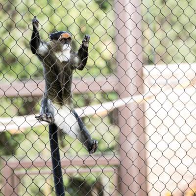 China Zoo Animal Mesh Fencing Mesh / Monkey Fencing Mesh With Diamond Shaped for sale