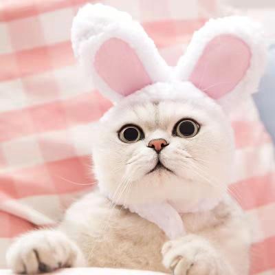 China Hot Sale Bunny Ear Headgear Cat Accessories from Viable Manufacturers for sale