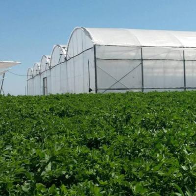 China Long Service Life MA XL Polycarbonate Hydroponic Greenhouse For Agriculture for sale