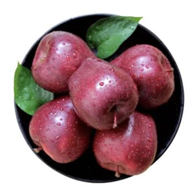 China Good quality healthy nutritious fresh star nutritious soft price fresh huaniu apples in china for sale