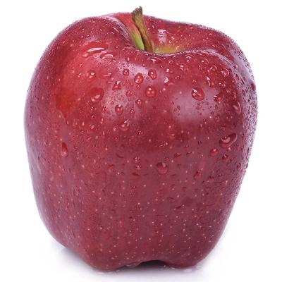 China Fresh made in China best quality 75# wholesale fruit red huaniu apple for sale for sale