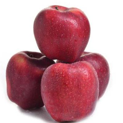 China Fresh china fresh price export grade new season red apple for sale