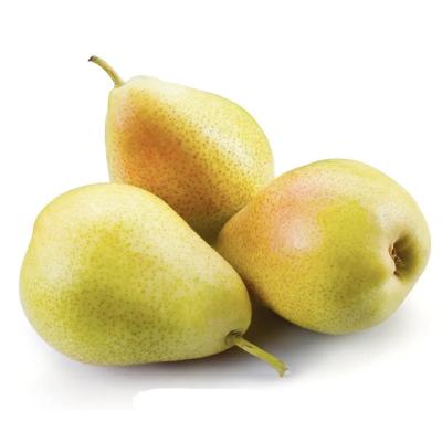 China Fresh new super delicious fruit fresh pear from plant production for sale