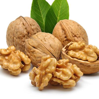 China China Common Good Quality Wholesale Price Dry Raw Walnuts for sale