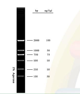 Chine 2000bp DNA Marker Agarose Gel PCR Kit DNA Ladder For Research à vendre