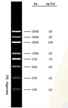 Chine DNA Marker Agarose Gel PCR Kit DNA Ladder 5000bp For Research Molecular Biology Tests à vendre