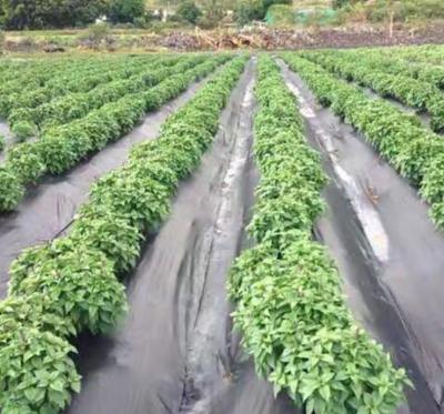 China Qingdao factory supplier 100% polypropylene pp weed control Mat Weed Fabric 6m weed mat for sale