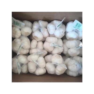 China Good price wholesale large amount of fresh white garlic Preserving Fresh Garlic for sale