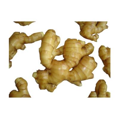 China Factory export standard new type fresh ginger 	Air Dry Ginger RENHE0002 for sale