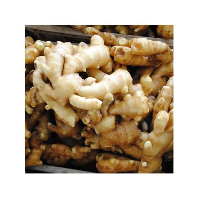 China air dry ginger export to Holland Air Dry Ginger RENHE0002 Light yellow  Seasoning for sale