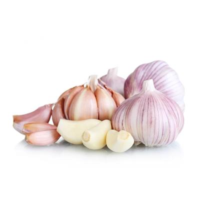 China GAP/KOSHER/HALAL approved organic fresh garlic 4.5/5.0/5.5/6.0 cm for sale