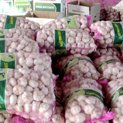 China 10kg mesh bag fresh normal white garlic for sale Guyana Ecuador for sale