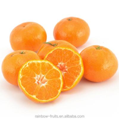 China Chinese Hot Sale Fresh Honey Sweet Baby Mandarin for sale