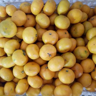 China Fresh Baby Fresh Honey Mandarin from Nanfeng for sale