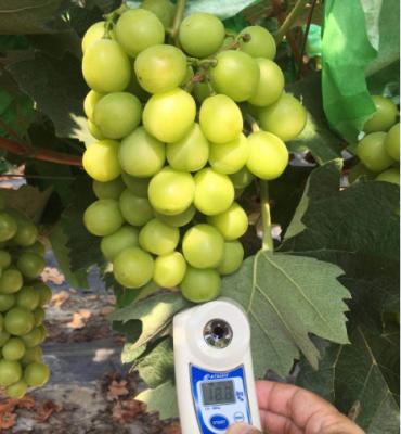 China Fresh Hot Sale Fresh Sweet Burst Muscat Green Grape for sale