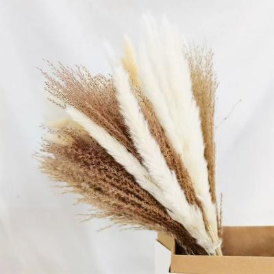 China Bohemian Decor Amazon Bohemian Decor 30 60 70 80 Pcs Mix Bunny Tail Pompas Pompous Grass Dried Wild Flower Pack Small Dried Pampas Grass Bunch for sale