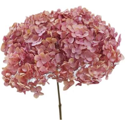 China Real Newest Hotsale Fresh High Quality Preserved Anna Hydrangea Flower With 20cm Stem White Hydrangea For Home Wedding Decor for sale