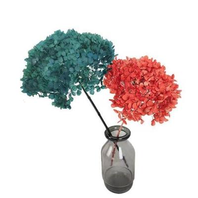 China Hot Selling Real Stem Europe Home Decoration Durable Dried Flower Preserved Hydrangea for sale