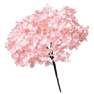 China Real Stem Preserved Hydrangea Wedding Natural Real Hydrangea Flower Home Decor Wholesale Natural Factory Fresh for sale