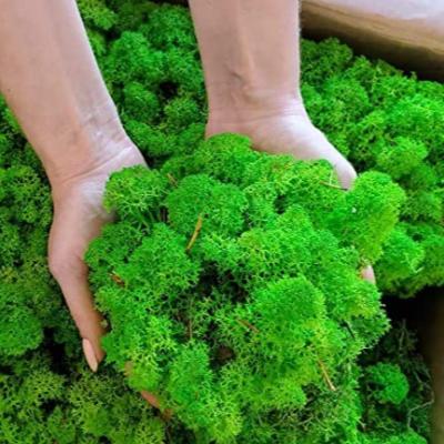 China Environmentally Friendly Preserved Lichen Moss Natural Eco-Friendly Stabilized Reindeer Moss Preserved For Mini Greenhouse Supplies for sale