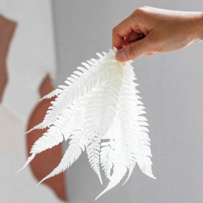 China Indor Decoration Wholesale Preserved Flower Preserved Alpine Fern For Home Decor for sale