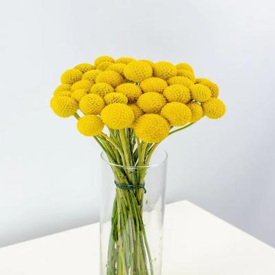 China Craspedia Dry Arrangement Decorative Flower Natural Gold Ball Fresh Cheap High Quality Rose for sale