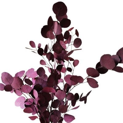 China Natural Touch Natural Dry Eucalyptus Real Branches Preserved Flower for sale