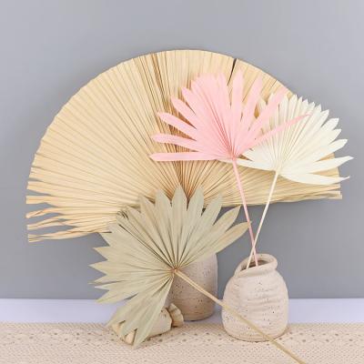 China Real Palm Leaves Plant Dried Palm Leaves Natural Dry Fan Leaf Palm Fronds 10 Stems Natural Dried Flower and Palm For Boho Decor for sale