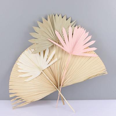 China Real palm starts from real high quality natural dry palm leaves & The palm leaves to marry the decoration for sale