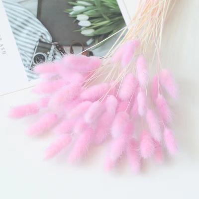 China Fashion/Hot Sale Factory Supply New Bunny Tail Grass Dried Lagurus For Flower Decoration for sale