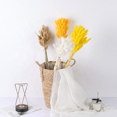 China Yunnan Huiyang Natural Factory Wholesale Plants Rabbit Tails Dried Flowers Pampas Grass Rabbit Tail For Various Stage Decoration for sale