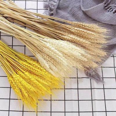 China 100pcs/bag Real Real Fresh Wheat Ear Bloom Natural Dry Flowers For Wedding Party Decoration Diy Craft Scrapbook Decor Wheat Home Bouquet for sale