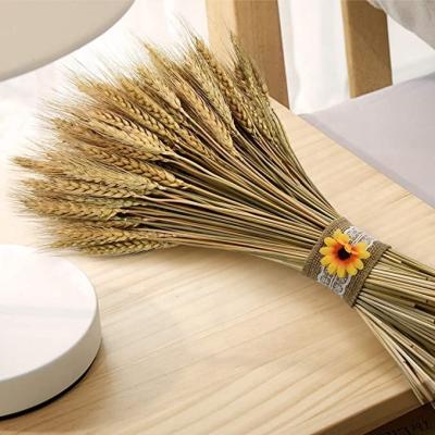 China Hot Selling Natural Natural Wheat Flower Dry Wheatgrass Bunch For Home Decoration for sale