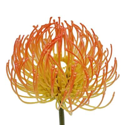 China Durable 43Cm Leucospermum Artificial Silk Flowers Artificial Head Flowers Wedding Decorative Artificial for sale