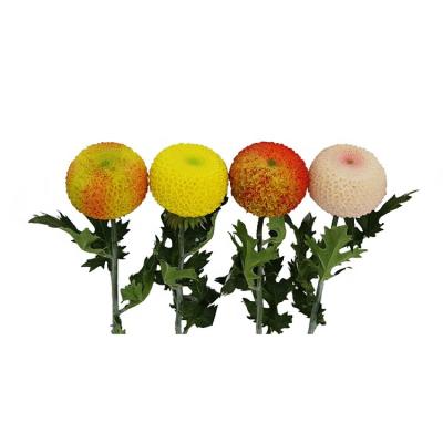 China Wholesale 60Cm Artificial Flowers Cheap Durable Ping Pong Chrysanthemum Flower Artificial Daisy for sale