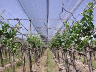 Cina Anti reticolato di plastica ad alta resistenza della grandine per la vigna/uva, abitudine in vendita