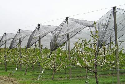 China Landbouw Plastic Anti-Hail Netten met Anti Uv voor Fruit en Groente Te koop