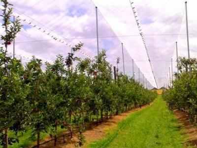 China Hdpe Raschel breide Antihagelnetten/Hagelbescherming Netto voor Fruitboom Te koop