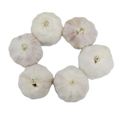 China China Export Top Grade Pure White Garlic Fresh Garlic Supplier for sale