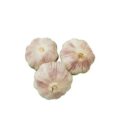 China Fresh Chinese Natural Garlic For Sale Fresh Garlic Price Shandong White Garlic for sale