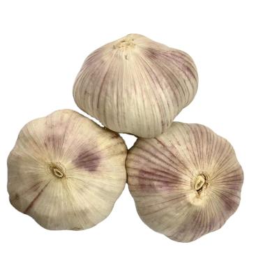 China Factory supply 5.5cm bulk fresh normal white garlic price fresh garlic for sale China garlic for sale