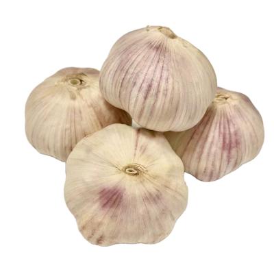 China Small fresh wholesale price in china fresh dried garlic normal white garlic for sale